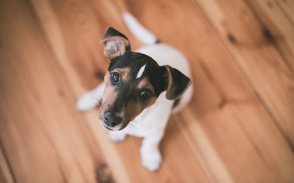 Chiot jack russell assis sur un parquet, regard levé vers l'objectif