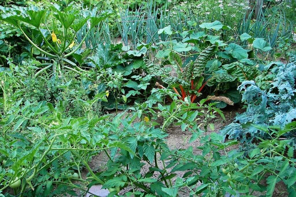 Rangs de légumes feuillus et de blettes dans un potager verdoyant